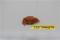 藏品(絨毛近方蟹)的圖片